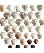 Scallop Sea Shells Maine Coast Lot Of 37 Wells Beach Bar Harbor Nautical... - £29.62 GBP