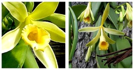 Vanilla planifolia Vanilla Bean Orchid Live STARTER Plant~Green leaf var... - £50.35 GBP