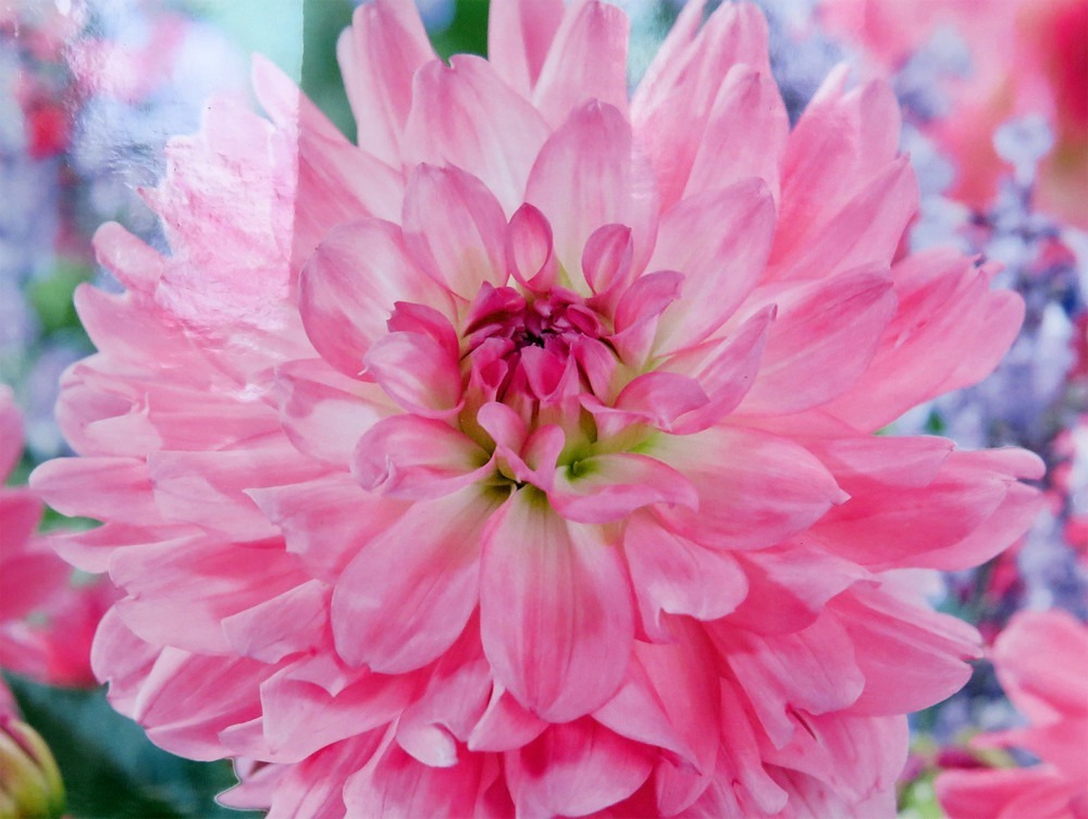 Garden Sensation Dahlia - Decorative Flower - 2 bulbs - $33.99