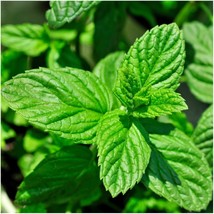 Usa Seller Lemon Mint Seeds - $14.20