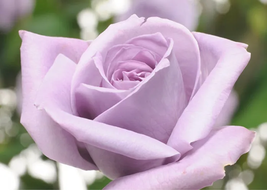 200PCS Johnny Light Purple Rose Flower Garden Seeds International Ship - £15.74 GBP