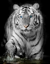 White Tiger Canvas, Wildlife Animal Canvas Wall Art, Stretched - £46.99 GBP