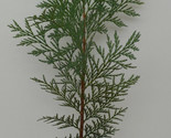 Incense Cedar Tree 18&quot; - 26&quot; Tall In 3.5&quot; pot- Landscape Timber Christma... - $27.67+