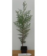 Incense Cedar Tree 20&quot; - 30&quot; Tall In 3.5&quot; pot- Landscape Timber Christma... - $44.61 CAD+