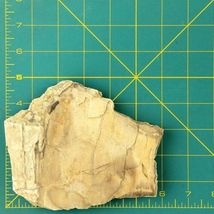 Petrified Wood South Dakota  13.7 oz. 6” x 5" x .75" Wooden Rock Stone image 7