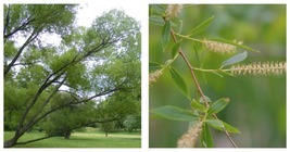 Lot of 5 | 18&quot; | Black Willow Cuttings | Salix nigra | FRESH | Native - £37.23 GBP