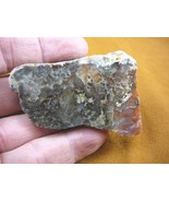 (DF701-22) 4 oz Fossil REAL DINOSAUR POOP Coprolite Dino Utah Jurassic D... - $23.99