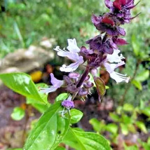 HT 600 Cinnamon Basil Seeds Herb Perennial Heirloom Insect Bug Repellent... - $207.23 MXN