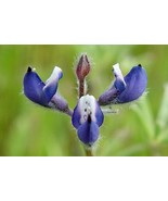 PSA Lupinus Bicolor Dove & Annual & Miniature & Pigmy Leaved Lupine 20 S... - €10,76 EUR PSA Lupinus Bicolor Dove & Annual & Miniature & Pigmy Leaved Lupine 20 S... - €10,76 EUR