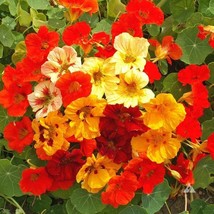 USA SELLER Nasturtium Dwarf Jewel Mix Seeds Free Shipping - $15.48