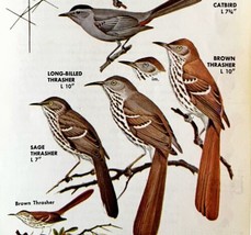 Thrasher Types Mockingbird Catbird 1966 Color Bird Art Print Nature ADBN1Q - £15.72 GBP
