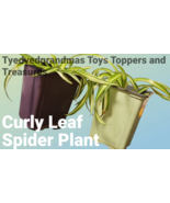 Curly Spider Houseplant Starter Plant - $16.00