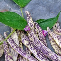 USA Seller Dragon Tongue Bush Beans Gardening Vegetable Fast Shipping - $18.36