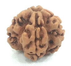 1 Mukhi Rudraksha / One Face Rudraksha - Nepal - Lab Certified - €127,57 EUR 1 Mukhi Rudraksha / One Face Rudraksha - Nepal - Lab Certified - €127,57 EUR