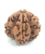 1 Mukhi Rudraksha / One Face Rudraksha - Nepal - Lab Certified - €127,57 EUR 1 Mukhi Rudraksha / One Face Rudraksha - Nepal - Lab Certified - €127,57 EUR