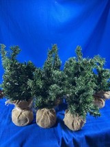 Lot Of 8 Christmas Village Pine Trees - £13.94 GBP