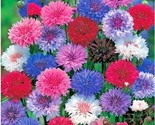 500 Seeds Dwarf Bachelor Button Polka Dot Mix Flower Seeds Cut Dried Flo... - $8.99