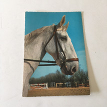 Vintage Kruger brand large postcard with picture profile of a white hors... - $19.75