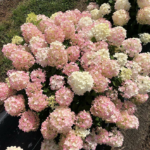 1 Pc Starter Plant 4&quot; Pot Panicle Hydrangea Flowers, Hydrangea Live Plan... - $69.30