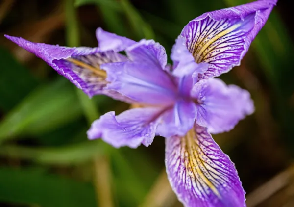 20 Blue &amp; Purple Oregon Iris ( Tough Leaf Iris ) Iris Tenax Flower Seeds... - £7.84 GBP