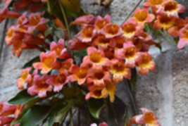5 fresh scion cuttings of Crossvine (Bignonia capreolata), Orange flowers - £16.78 GBP