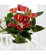 Anthurium Oaxaca Starter Plant 2 Plants Fresh Garden - $39.00