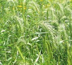 500 Virginia Eastern Wild Rye Seeds Prairie Grass Bunchgrass Sedge Poor Soils Dr - £7.88 GBP