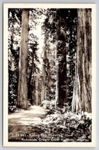 Oregon Coast Highway Among The Towering Giant Redwoods RPPC Postcard T27 - £9.80 GBP