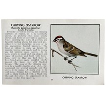 Chipping Sparrow Bird Print 1931 Blue Book Birds Of America Antique Art ... - $28.07 CAD