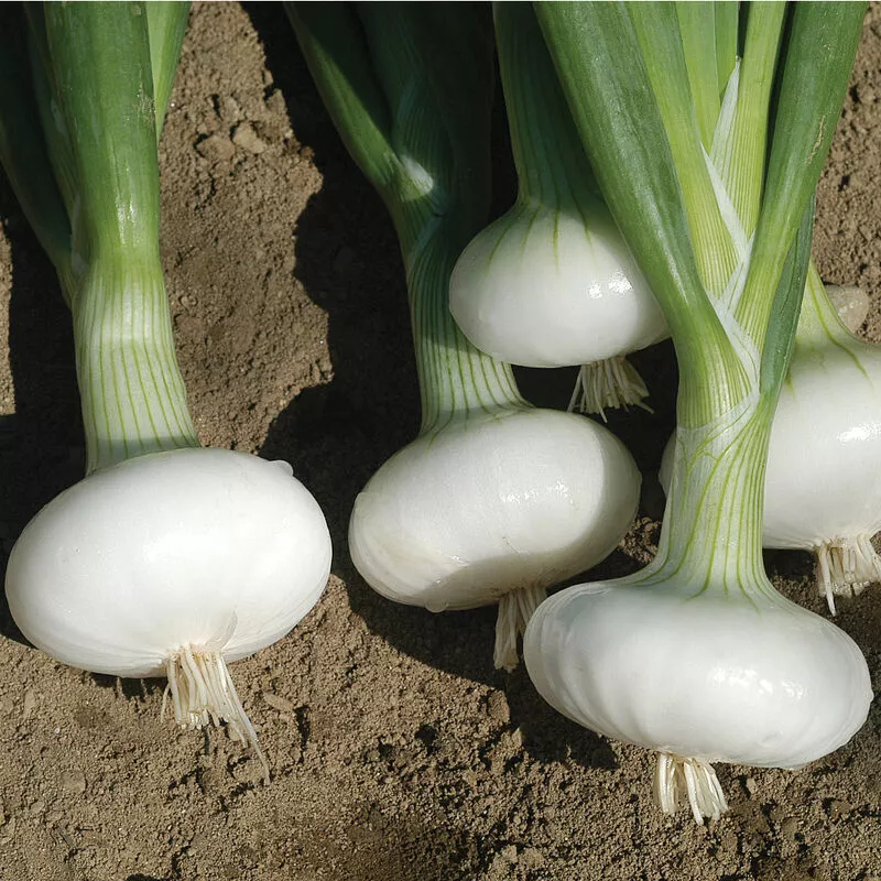 Live Plants - Onion - 30-45 days old , 3&quot; to 6&quot; tall - Bianca Di Maggio - $9.99