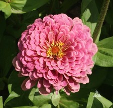 Pink Luminosa Zinnia Seeds 200+ Flower Elegans Garden  - $8.98