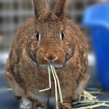 Timothy Hay seed Grow your own rabbit feed 2000 seeds best for bunnies chinchill - £11.11 GBP