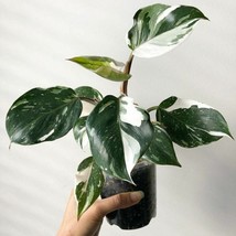 USA SELLER White Knight Variegated Philodendron Small Rooted Starter Plant Extre - £65.62 GBP