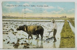 Hawaii Cultivating Rice Field with Water Buffalo Hawaiian Islands Postcard M20 - £15.94 GBP