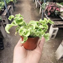 Pedilanthus Curly Devil&#39;s Backbone | Devil&#39;s Backbone Variegated | Jacob... - $14.84
