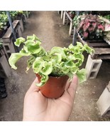 Pedilanthus Curly Devil's Backbone | Devil's Backbone Variegated | Jacob... - €12,74 EUR Pedilanthus Curly Devil's Backbone | Devil's Backbone Variegated | Jacob... - €12,74 EUR