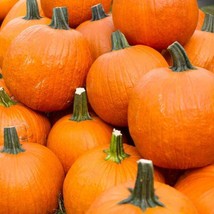 Pumpkin Seeds Spookie 15 Ct Vegetable Non-Gmo Annual Fresh Garden - £4.97 GBP