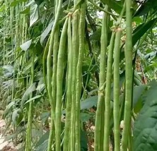 HT 30 Seeds Green Yard Long Bean Asian String Beans Sitaw Non Gmo Heirlo... - $257.58 MXN