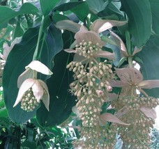 Medinilla Magnifica Albiflora Pear White Medniila 5 Seeds Fresh Garden U... - $16.18