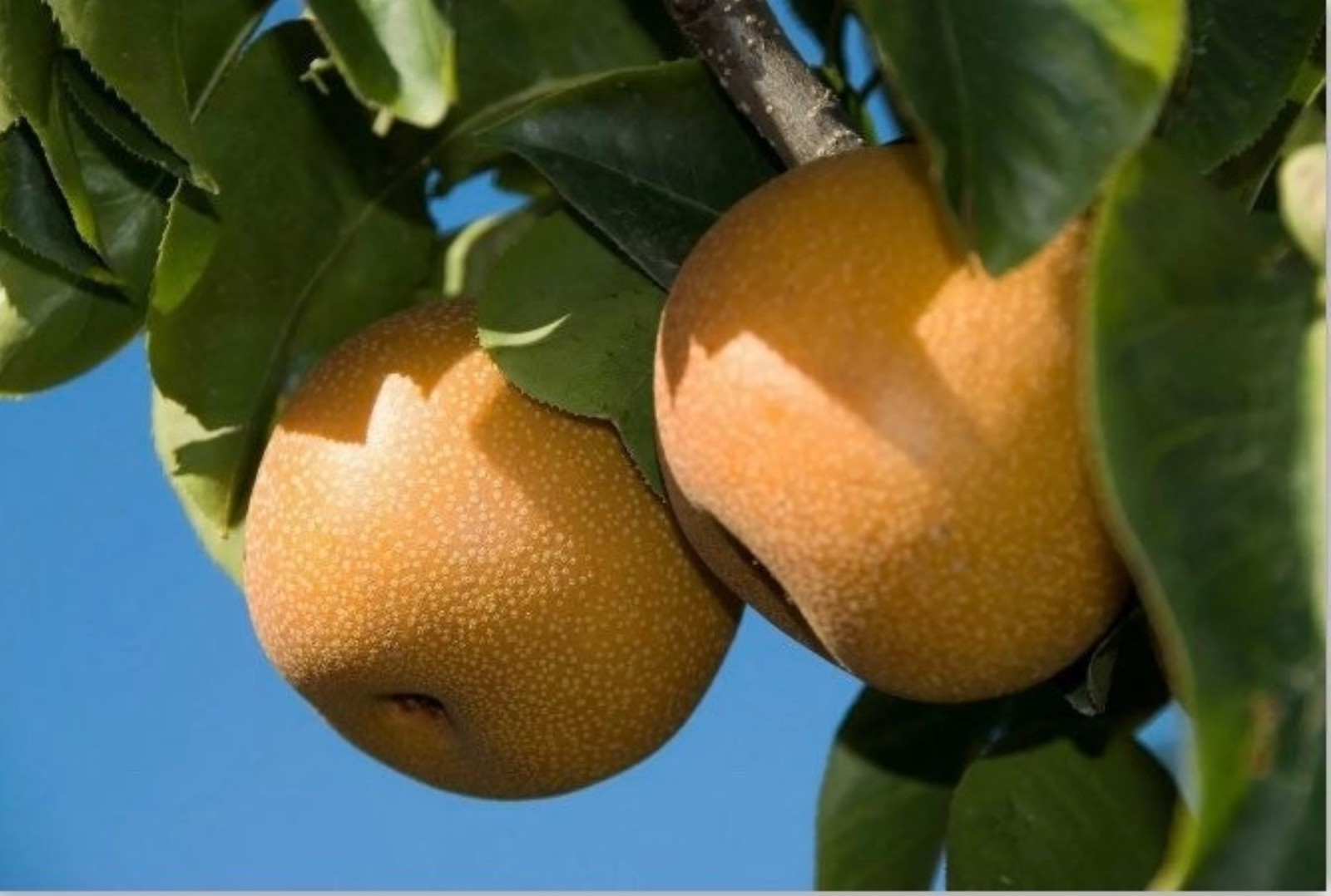 Hosui Asian Pear, 5-6 ft tall grafted tree bareroot Pyrus communis  - $190.00