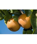 Hosui Asian Pear, 5-6 ft tall grafted tree bareroot Pyrus communis  - €163,68 EUR