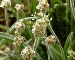 Psyllium Herb 100 Seeds - £6.32 GBP