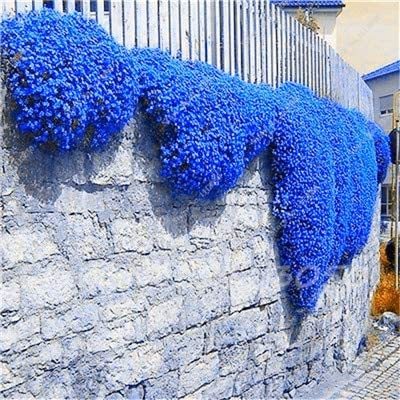 Rainbow Creeping Thyme Plants Blue Rock Cress Plants Perennial Ground Cover Flow