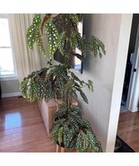 Begonia Maculata 4 Pot 2 Plants Fresh Fast Shipping - $1,460.28 MXN