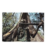 Africa Native Horn Player Traditional Dress Silk Cotton Tree 4x6 Dakar Postcard - £6.44 GBP
