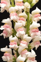 Grow In US Snapdragon Maryland Appleblossom Seeds - 25 Seeds Per Packet - £7.99 GBP