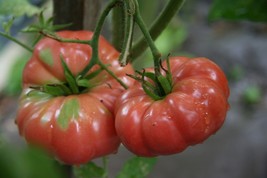 USA Seller Giant Belgium Tomato Seeds 75 New Fresh Fast Shipping - £9.13 GBP