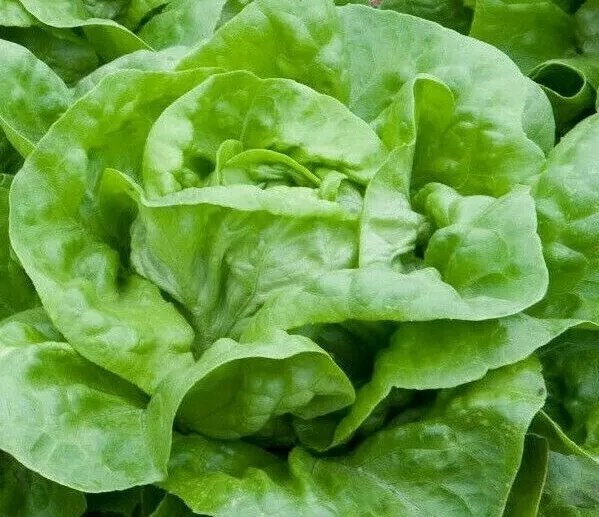 500 Seeds Lettuce White Boston Butterhead Heirloom Seeds Make Gardens Flourish - $9.95