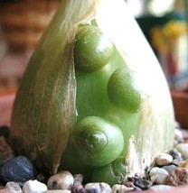 SKM Pregnant Onion Ornithogalum Caudatum Succulent Bulb False Sea Seed 1... - $12.97