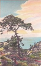 Torrey Pine California CA Long Beach 1941 Postcard D56 - £2.35 GBP